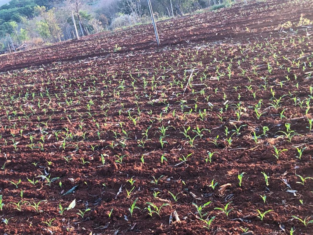 Fazenda, Zona Rural, 0 Quarto, 0 Vaga
