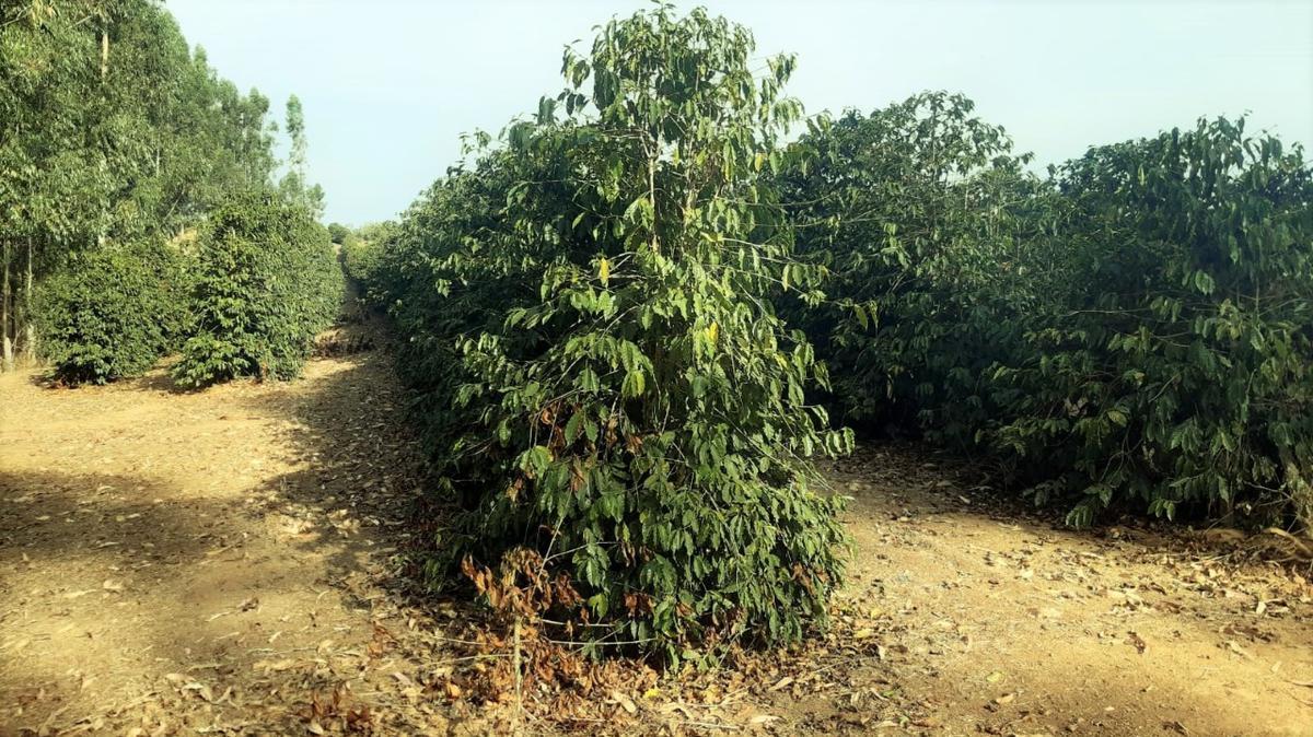 Fazenda, Centro, 1 Quarto, 1 Vaga, 1 Suíte