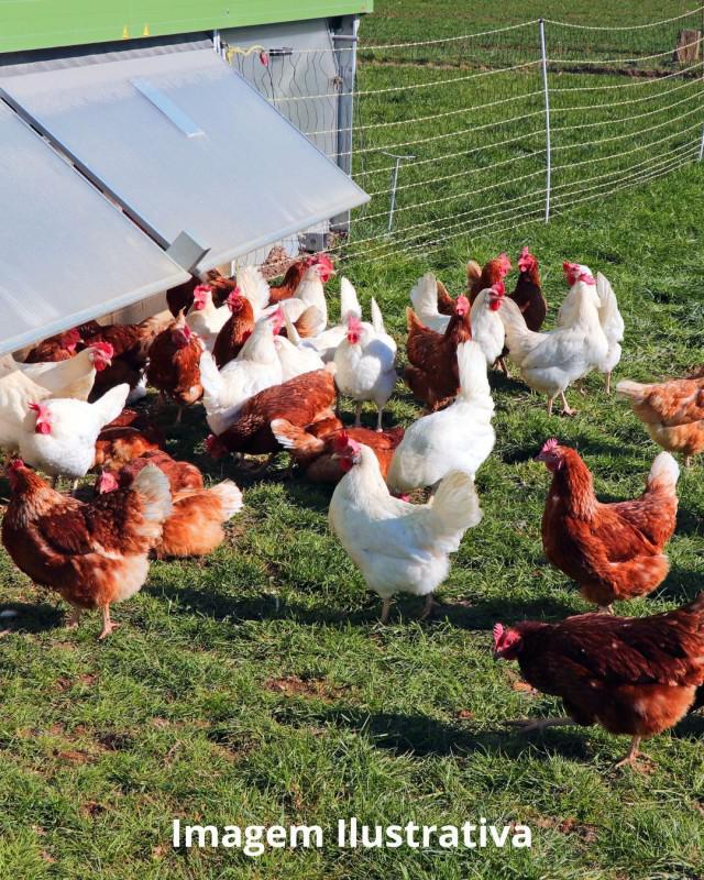 Lote, Saraiva, 0 Quarto, 0 Vaga