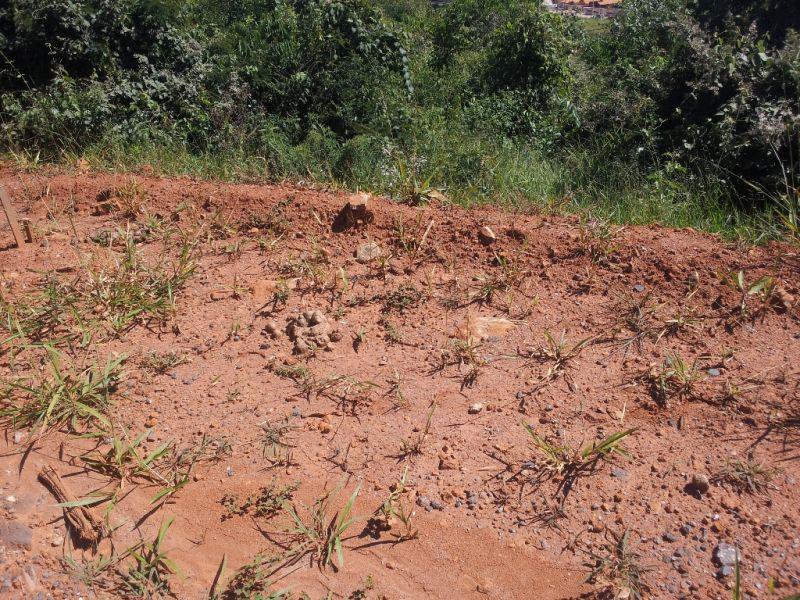 Lote, São Pedro, 0 Quarto, 0 Vaga