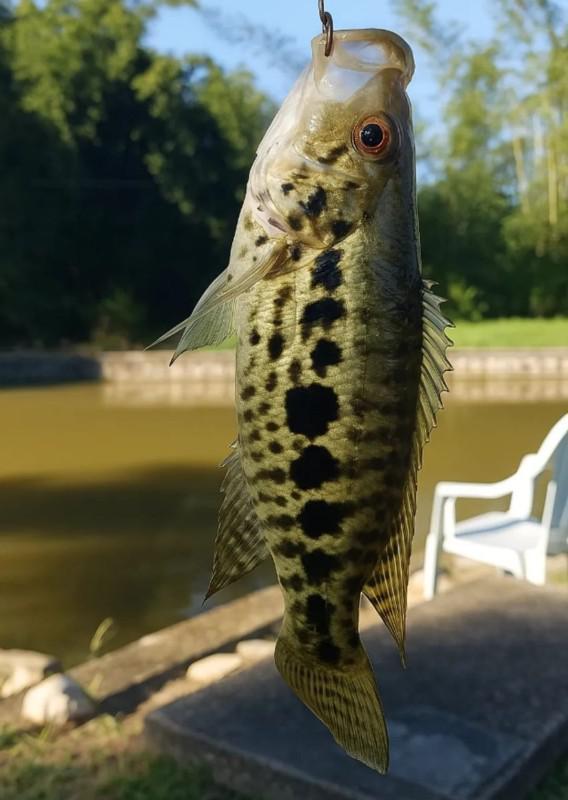 Fazenda, Condomínio Nossa Fazenda, 3 Quartos, 4 Vagas, 1 Suíte