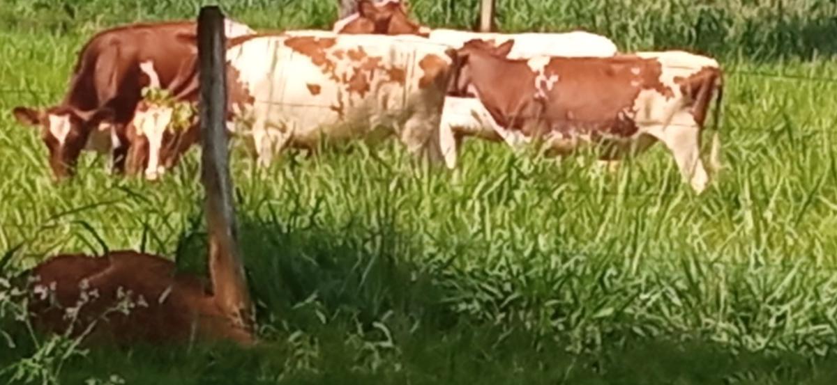 Fazenda, Zona Rural, 0 Quarto, 0 Vaga