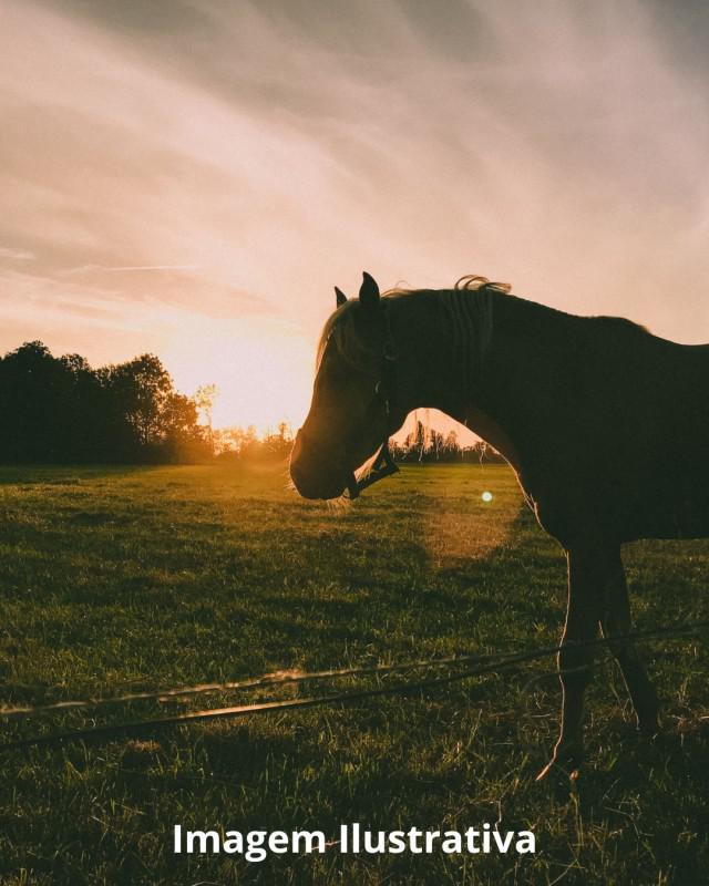 Lote, Saraiva, 0 Quarto, 0 Vaga