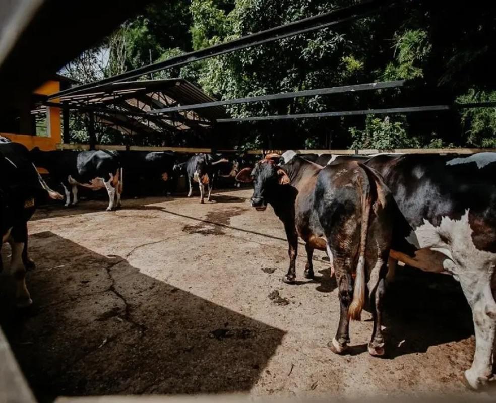 Fazenda, Centro, 4 Quartos, 2 Vagas, 1 Suíte