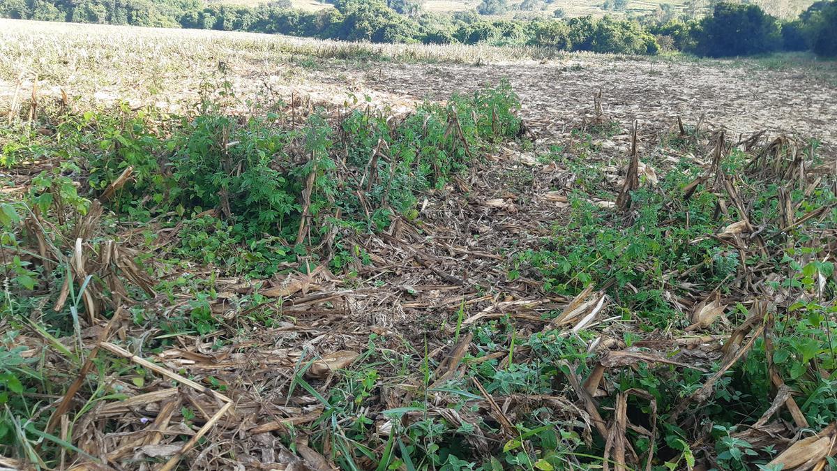 Fazenda, Centro, 1 Quarto, 0 Vaga