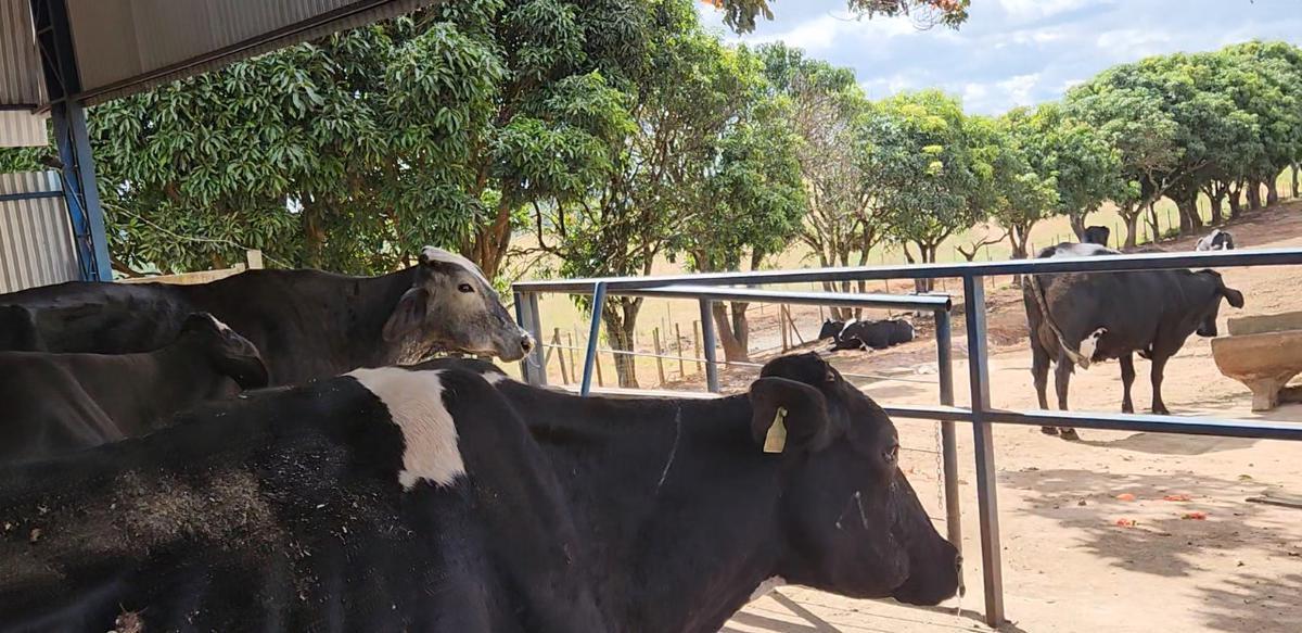 Fazenda, Centro, 6 Quartos, 4 Vagas, 1 Suíte