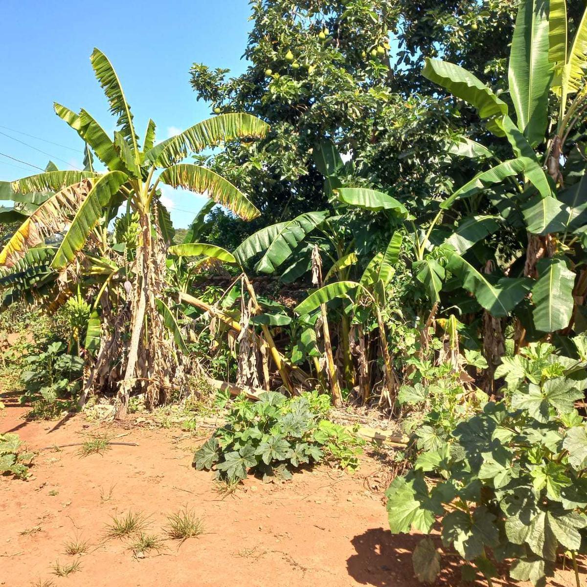 Fazenda, Zona Rural, 0 Quarto, 0 Vaga