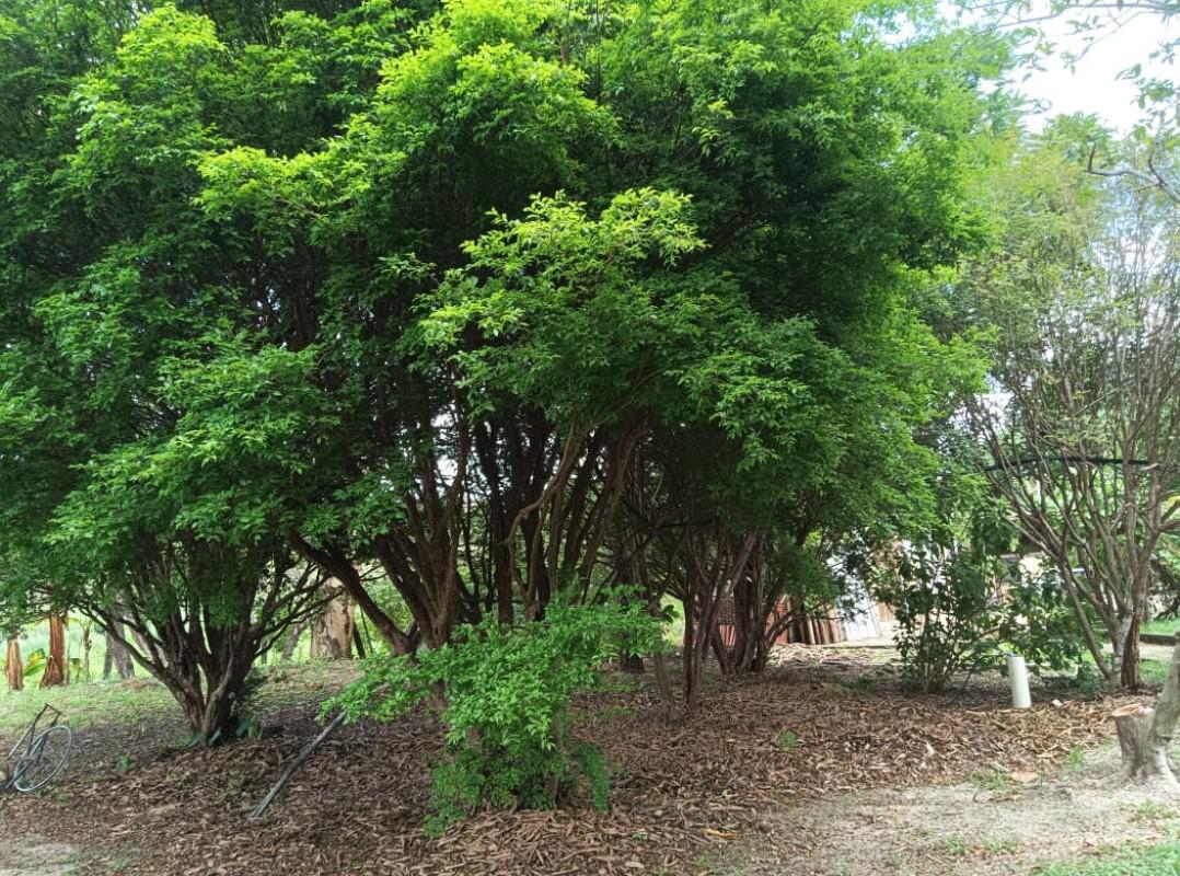 Fazenda, Cidade Jardim, 3 Quartos, 2 Vagas