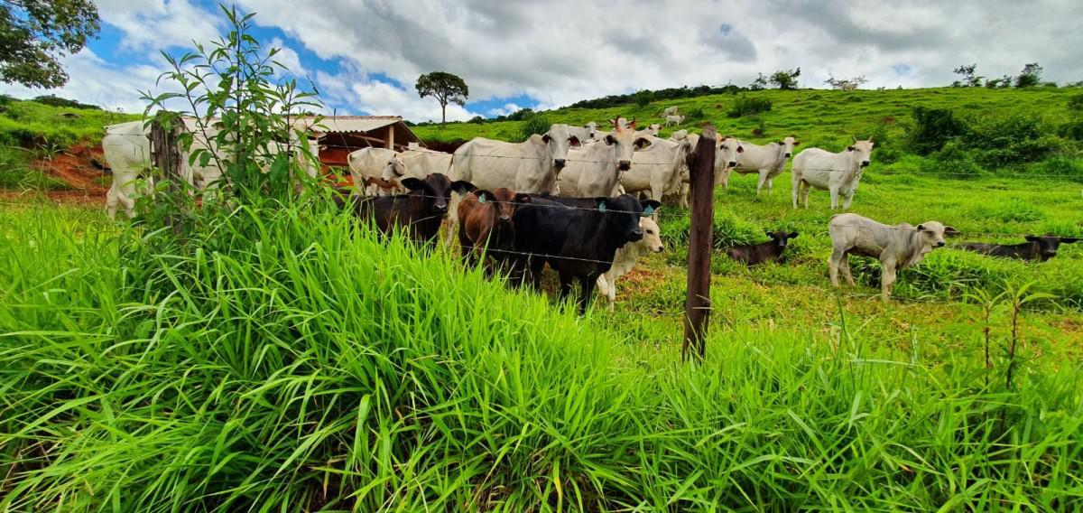 Fazenda, Zona Rural, 4 Quartos, 5 Vagas, 2 Suítes