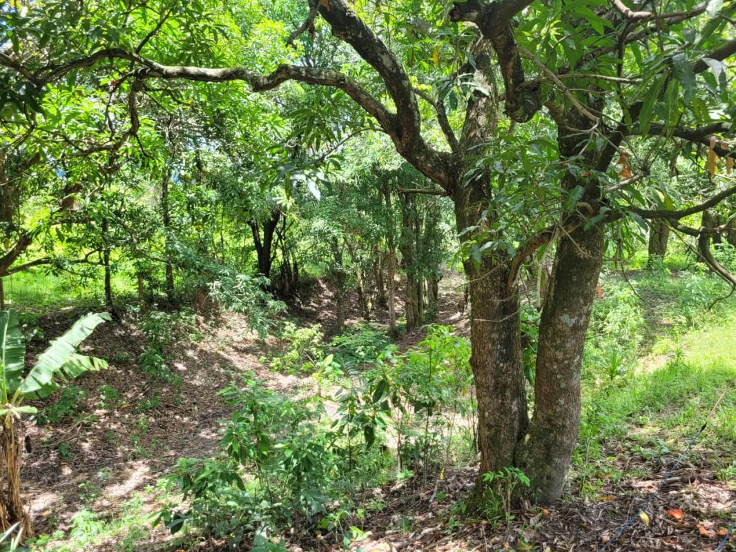 Fazenda, Zona Rural, 0 Quarto, 0 Vaga