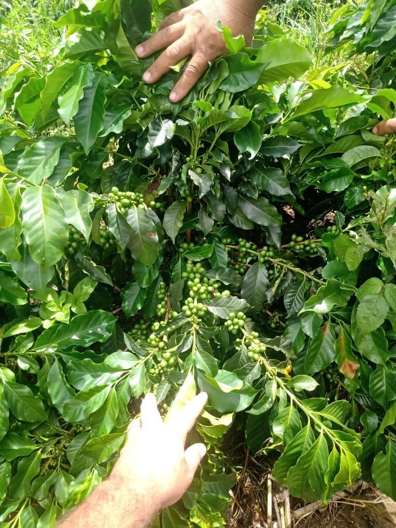 Fazenda, São Sebastião da Estrela, 1 Quarto, 1 Vaga, 1 Suíte