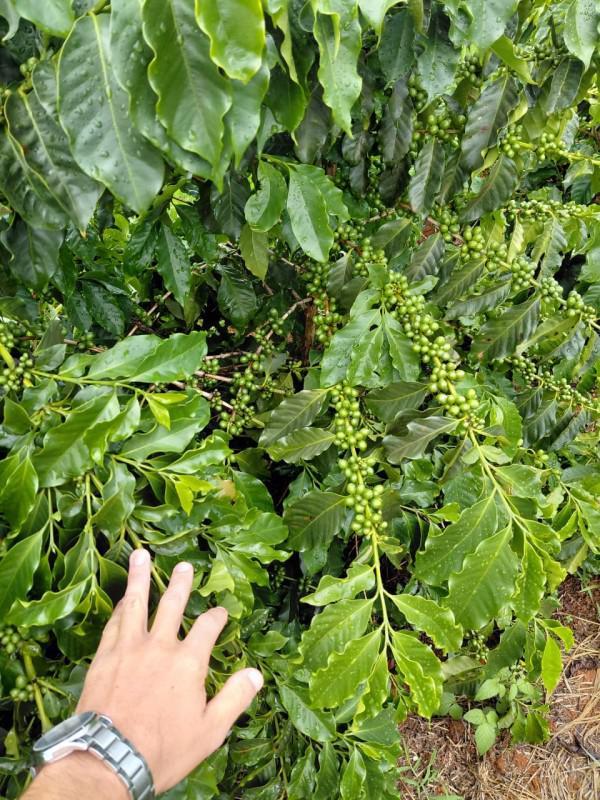 Fazenda, Zona Rural, 0 Quarto, 0 Vaga