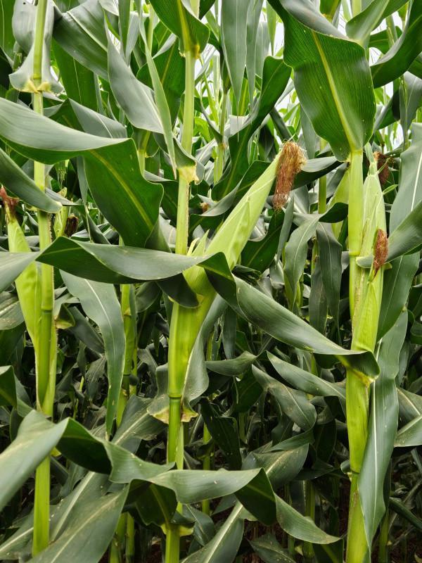 Fazenda, Zona Rural, 0 Quarto, 0 Vaga