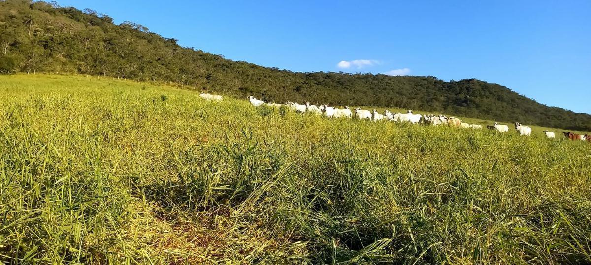 Fazenda, Zona Rural, 3 Quartos, 0 Vaga