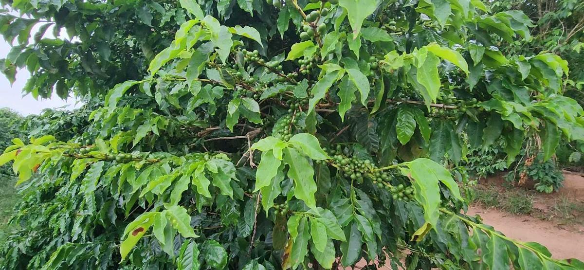 Fazenda, Zona Rural, 1 Quarto, 0 Vaga