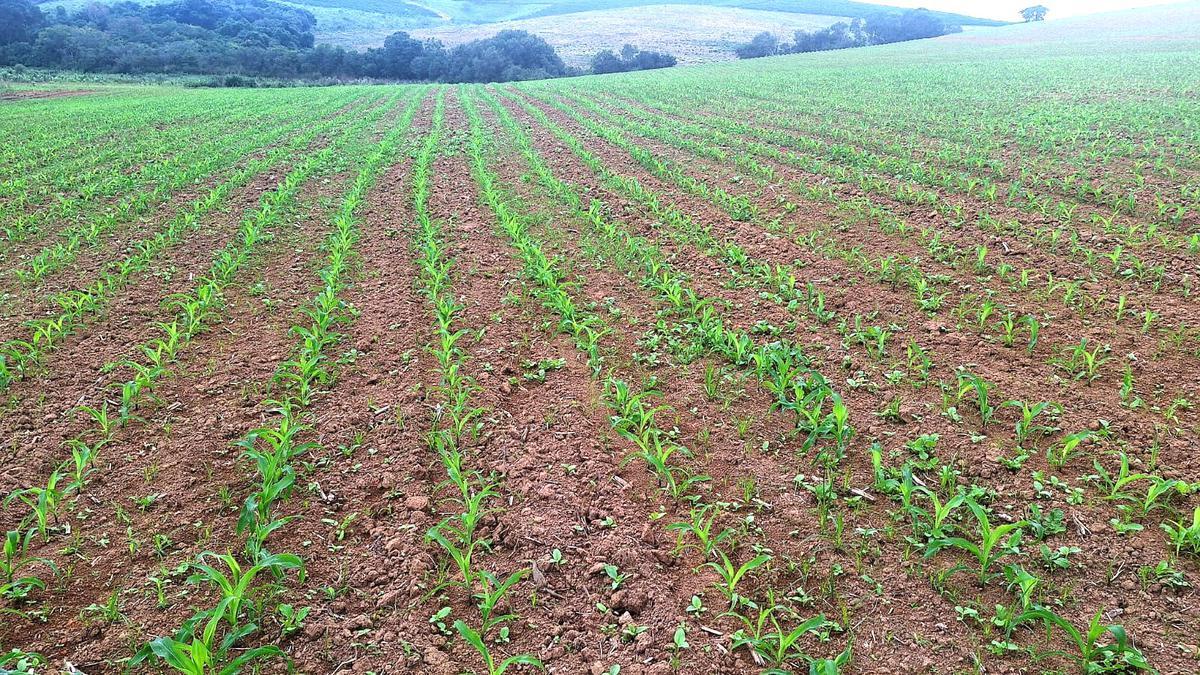 Fazenda, Zona Rural, 3 Quartos, 0 Vaga