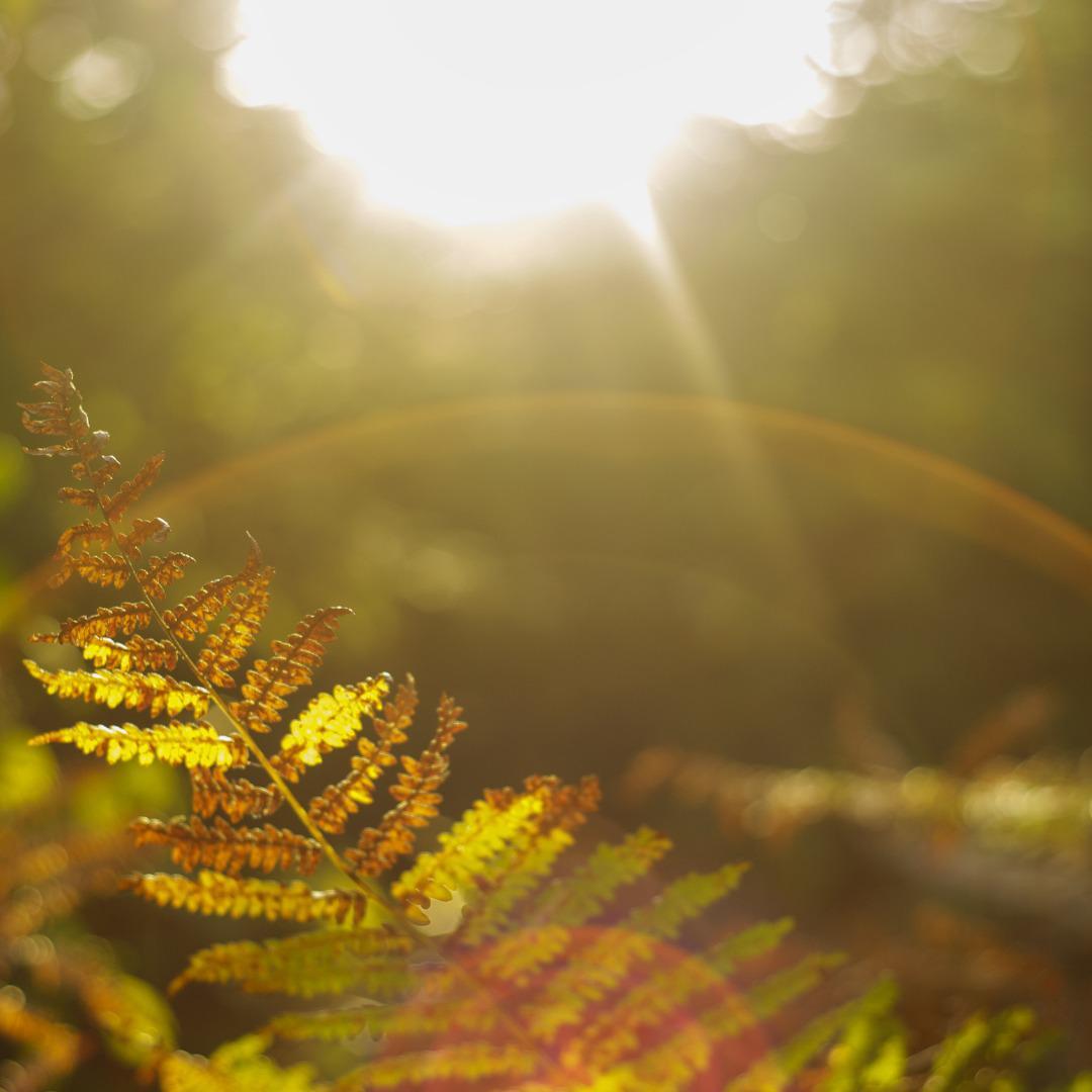 Fazenda, Ravena, 4 Quartos, 10 Vagas, 2 Suítes