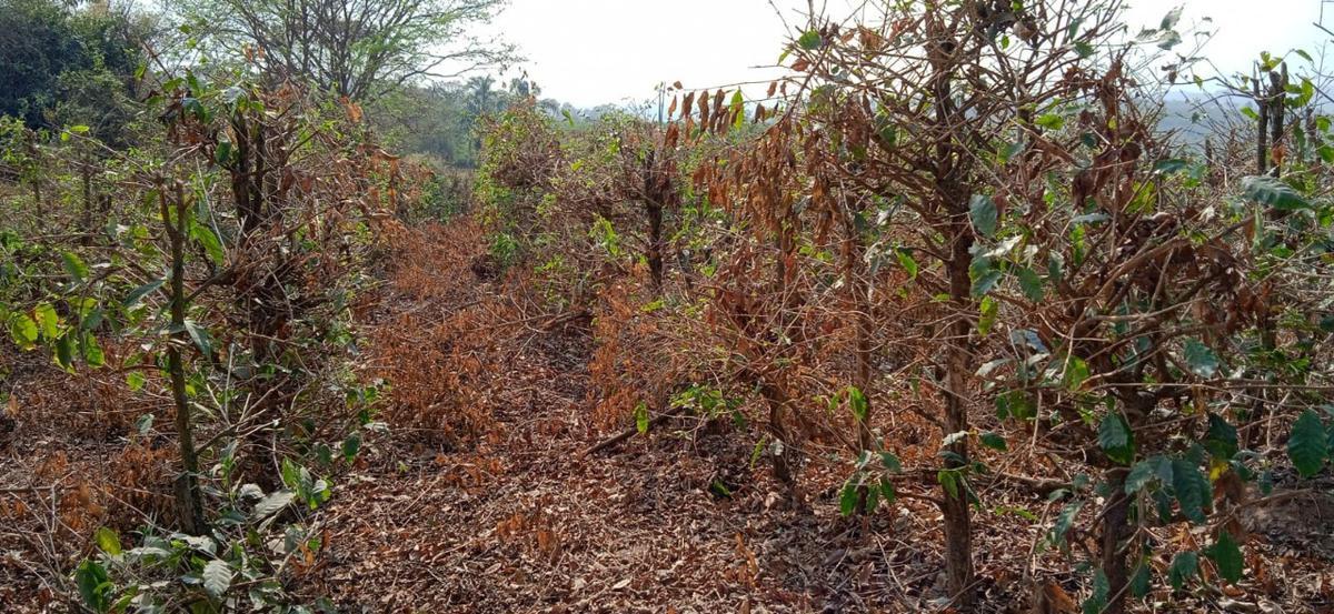 Fazenda, Zona Rural, 0 Quarto, 0 Vaga