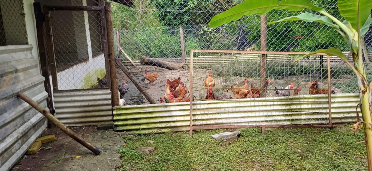 Fazenda, Bambus, 3 Quartos, 10 Vagas