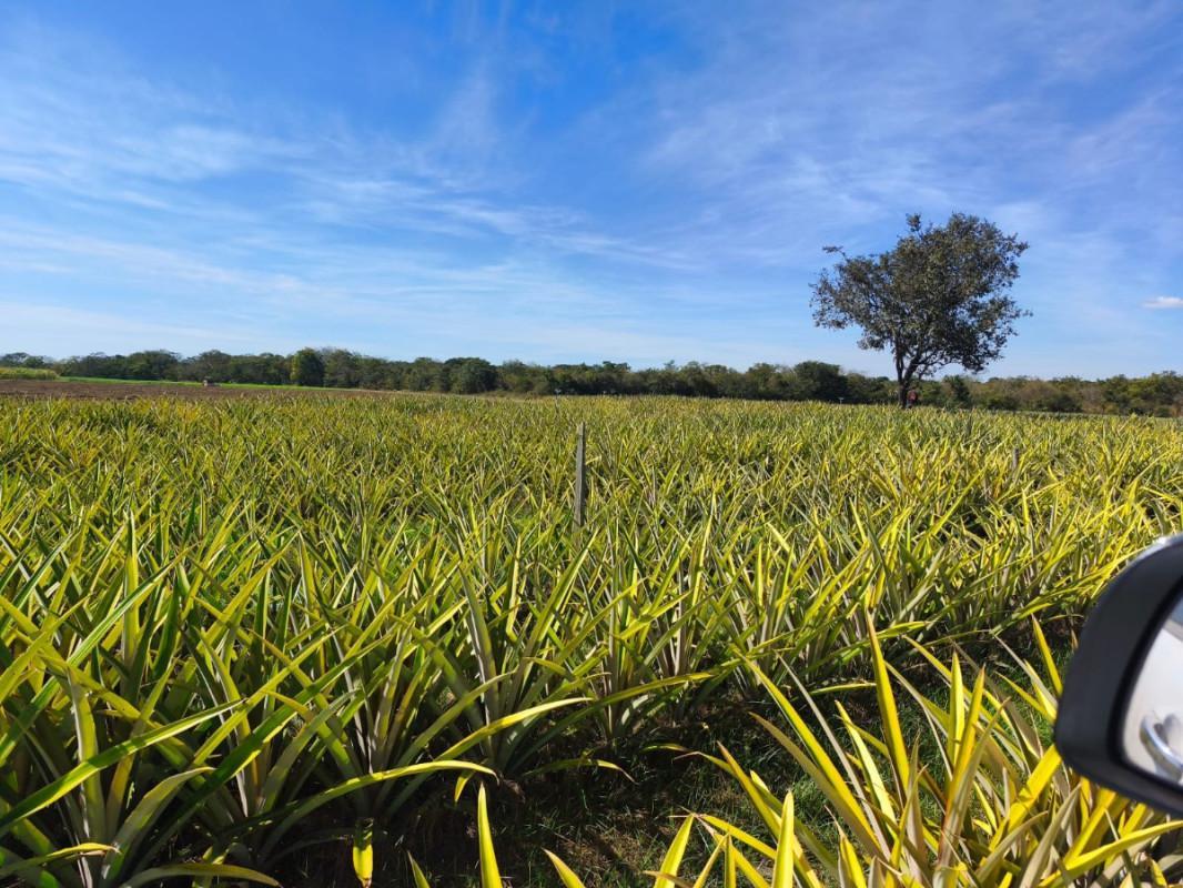 Fazenda, Centro, 0 Quarto, 0 Vaga