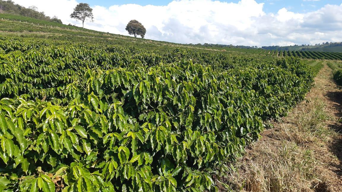 Fazenda, Centro, 3 Quartos, 1 Vaga