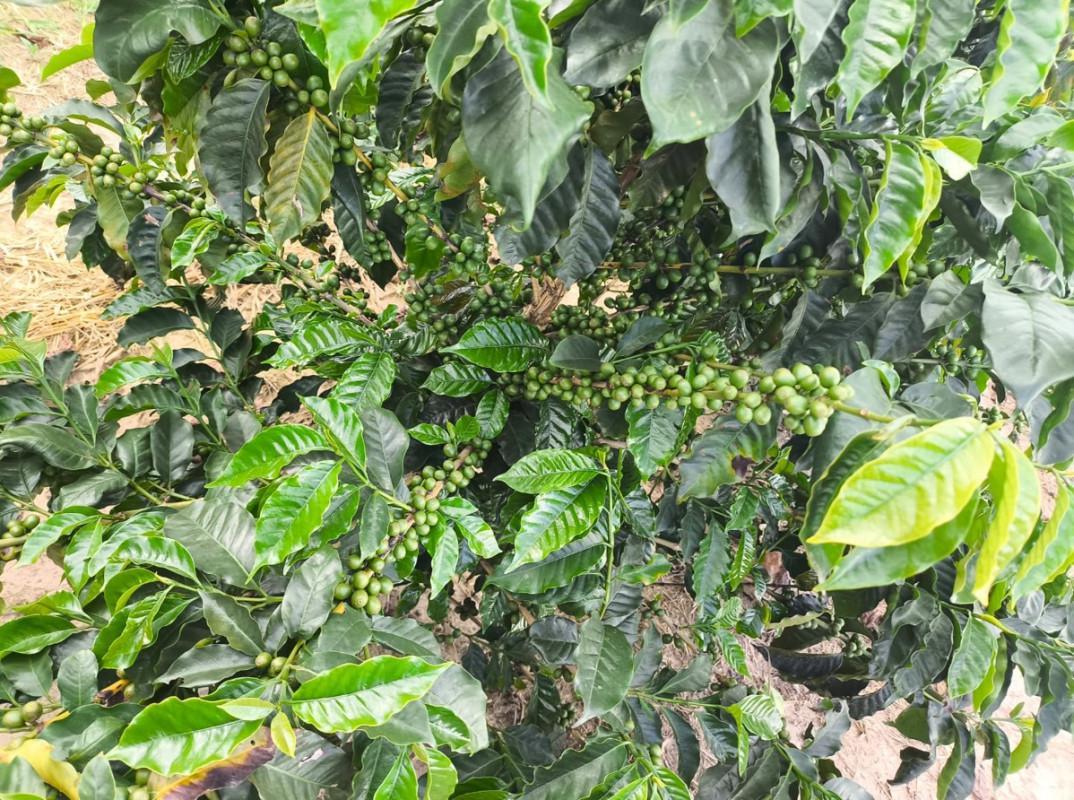 Fazenda, Zona Rural, 0 Quarto, 0 Vaga