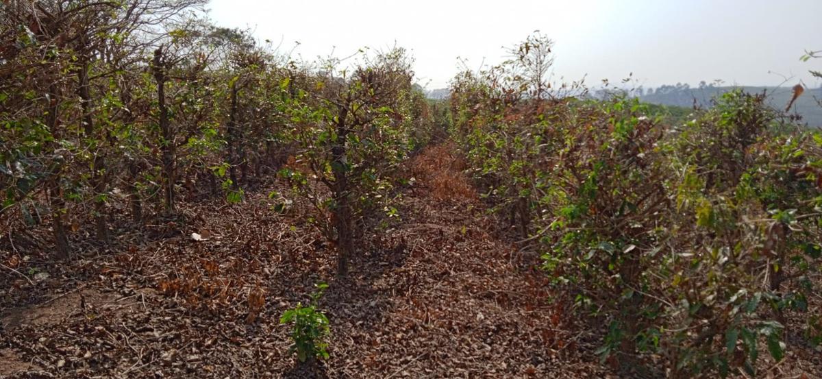 Fazenda, Zona Rural, 0 Quarto, 0 Vaga