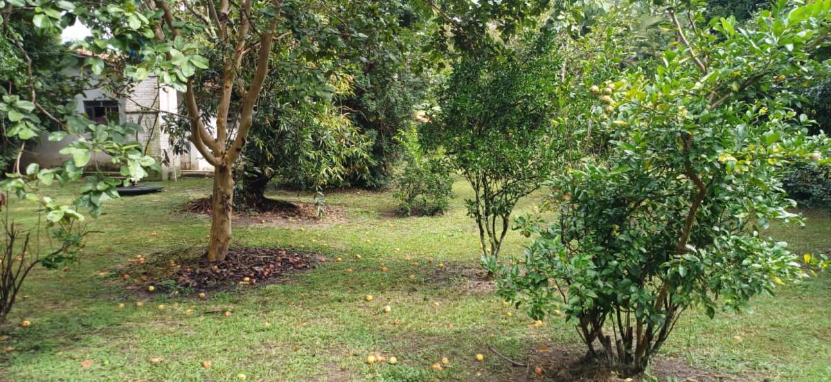 Fazenda, Bambus, 3 Quartos, 10 Vagas