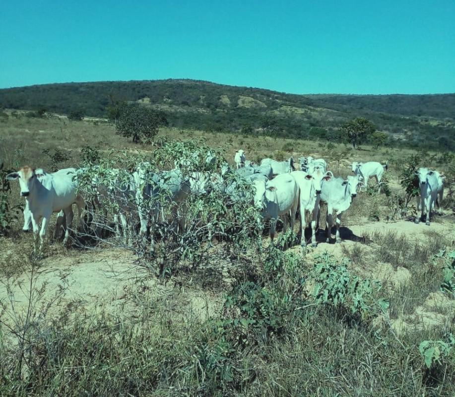 Fazenda, Zona Rural, 0 Quarto, 0 Vaga