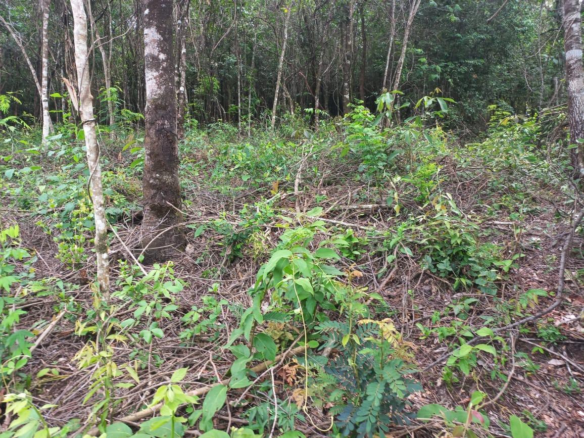 Lote, Gentileza, 0 Quarto, 0 Vaga