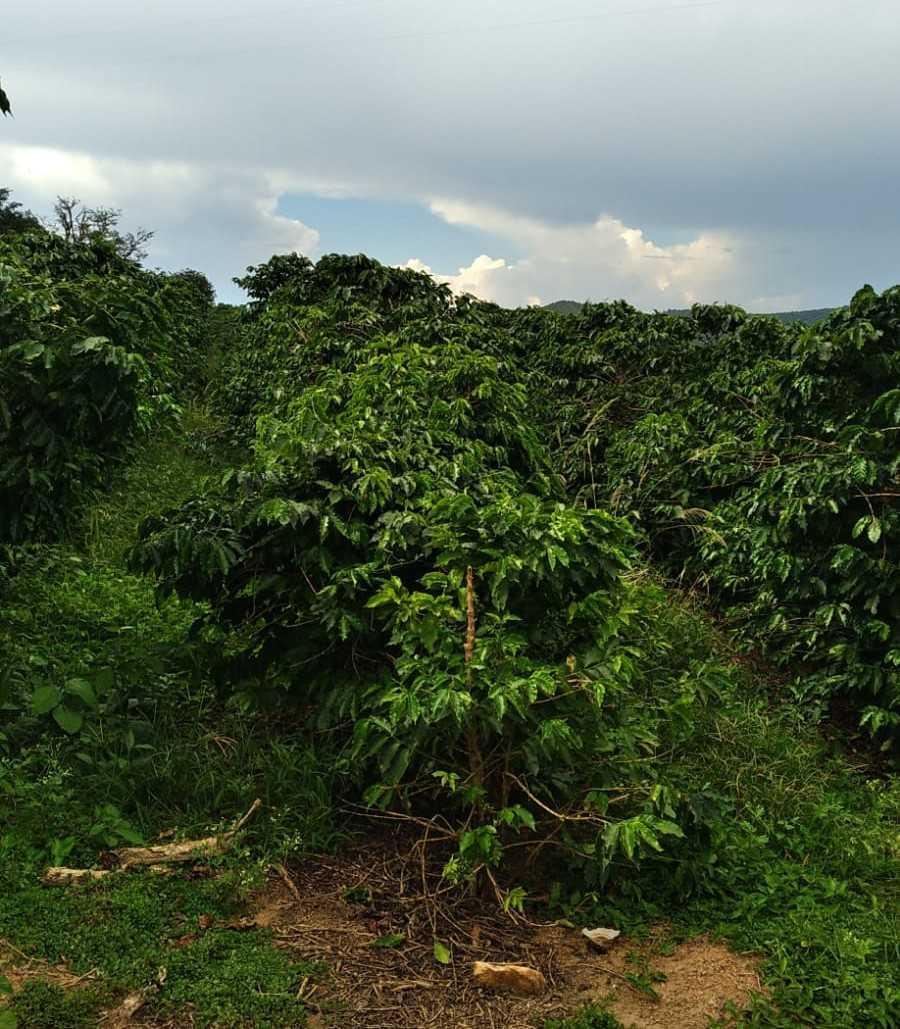 Fazenda, Zona Rural, 1 Quarto, 0 Vaga