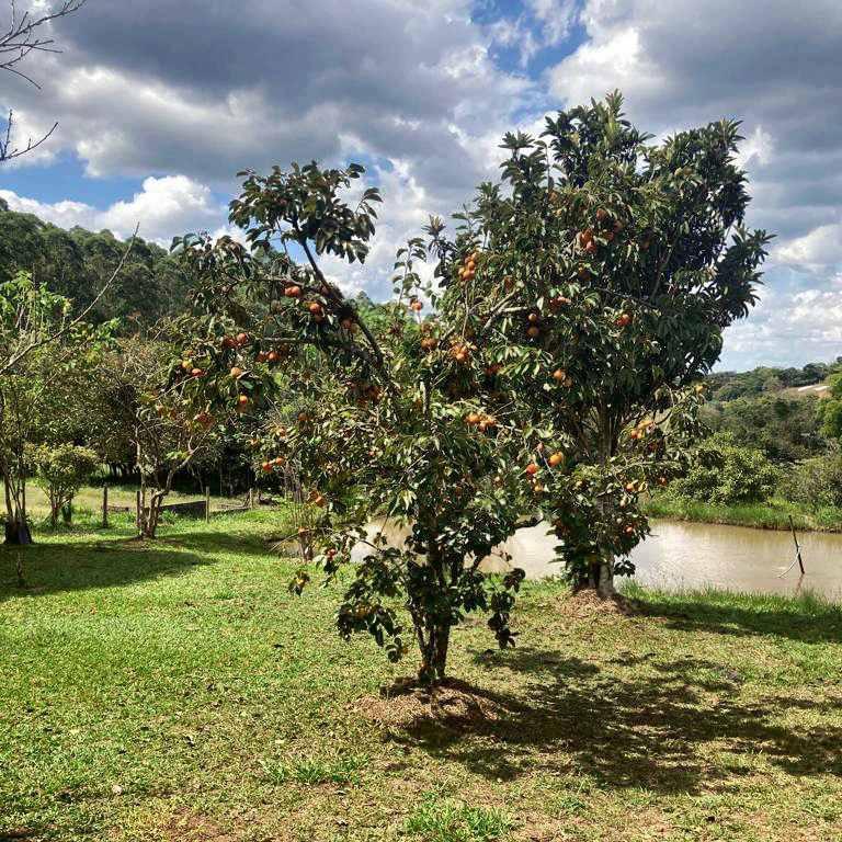 Fazenda, Centro, 4 Quartos, 10 Vagas, 1 Suíte