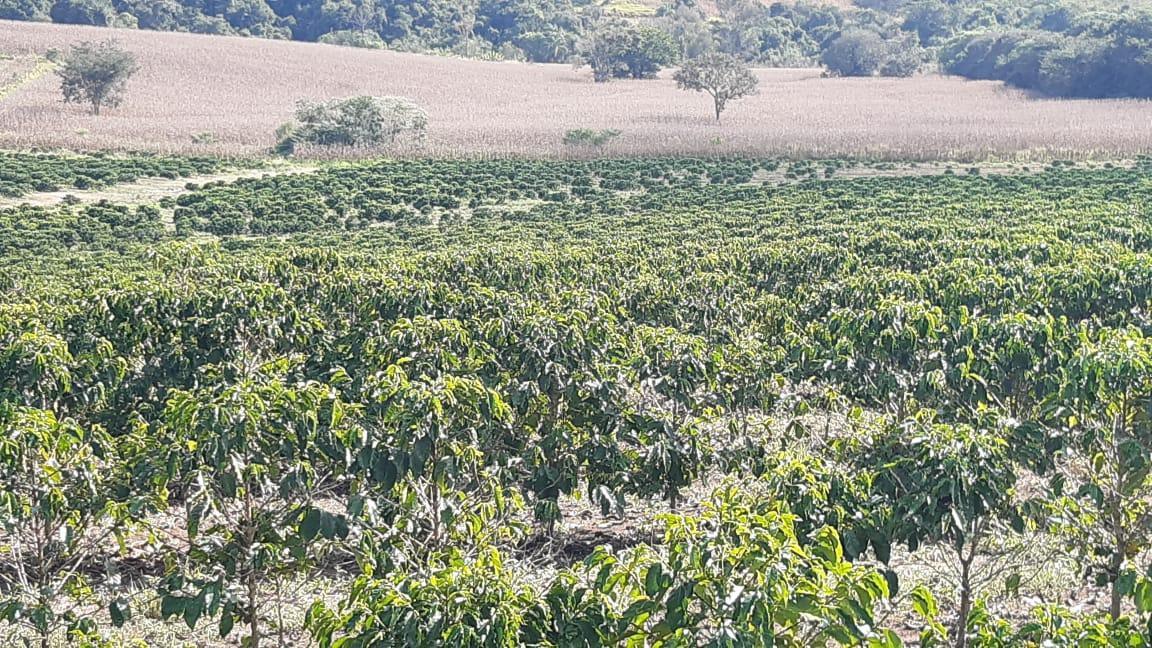 Fazenda, Centro, 3 Quartos, 1 Vaga