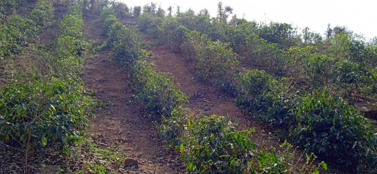 Fazenda, Zona Rural, 0 Quarto, 0 Vaga