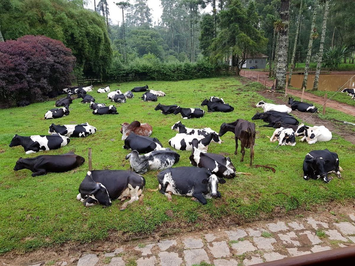 Fazenda, Centro, 3 Quartos, 0 Vaga