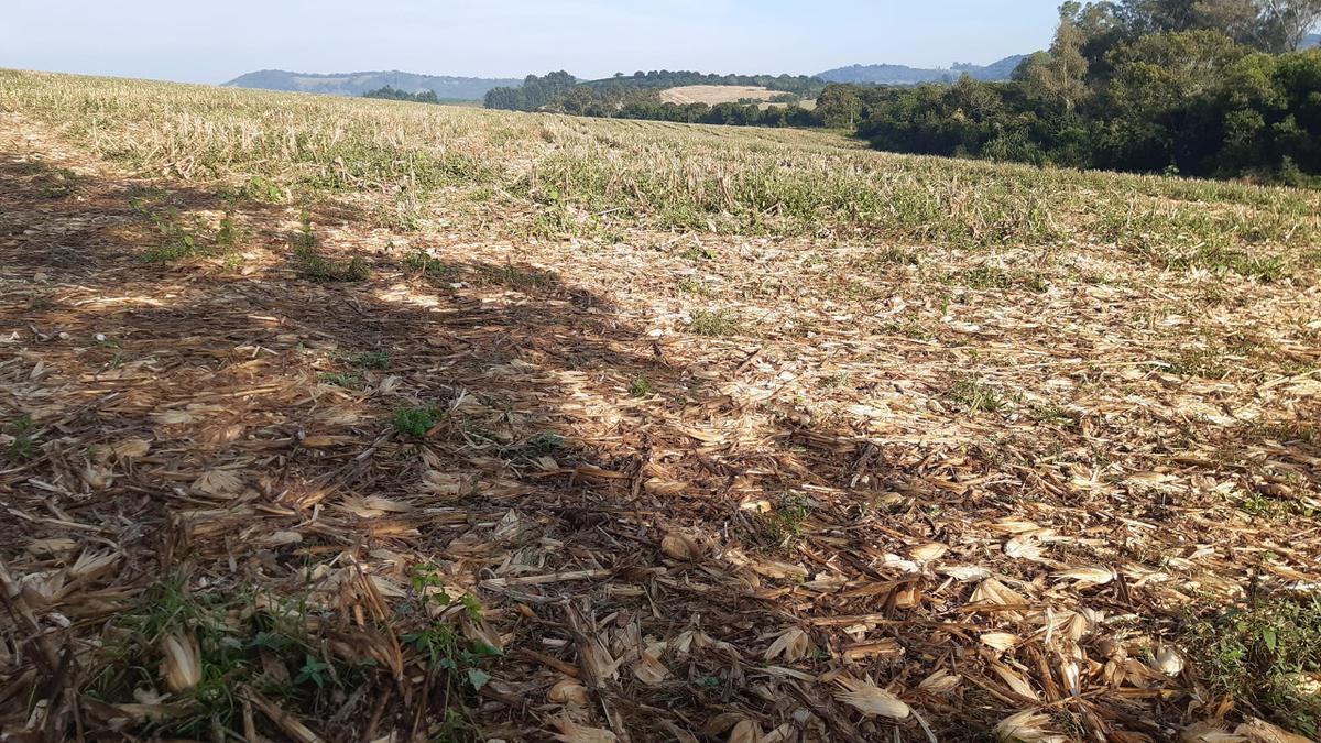 Fazenda, Centro, 1 Quarto, 0 Vaga