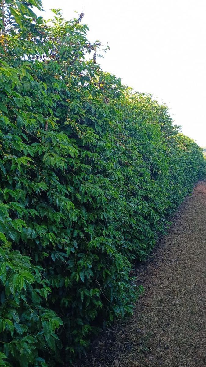 Fazenda, Zona Rural, 3 Quartos, 0 Vaga