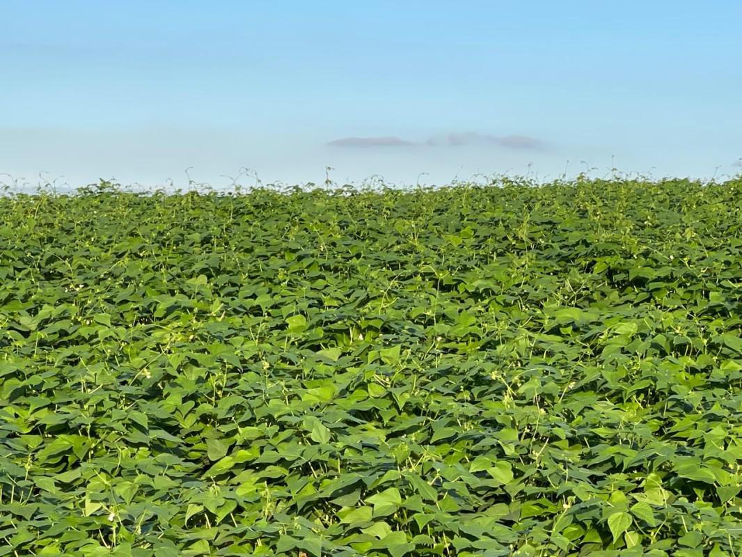Fazenda, Zona Rural, 0 Quarto, 0 Vaga
