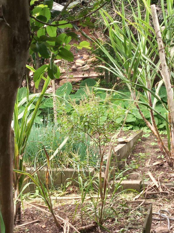 Fazenda, Jardim Rosario, 4 Quartos, 20 Vagas, 1 Suíte