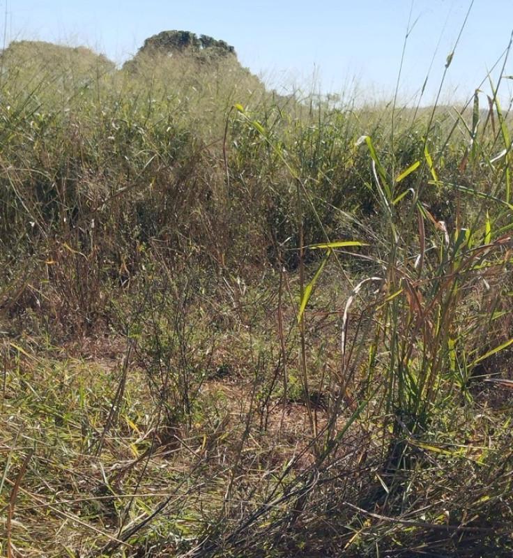 Fazenda, Área Rural de Pará de Minas, 0 Quarto, 0 Vaga