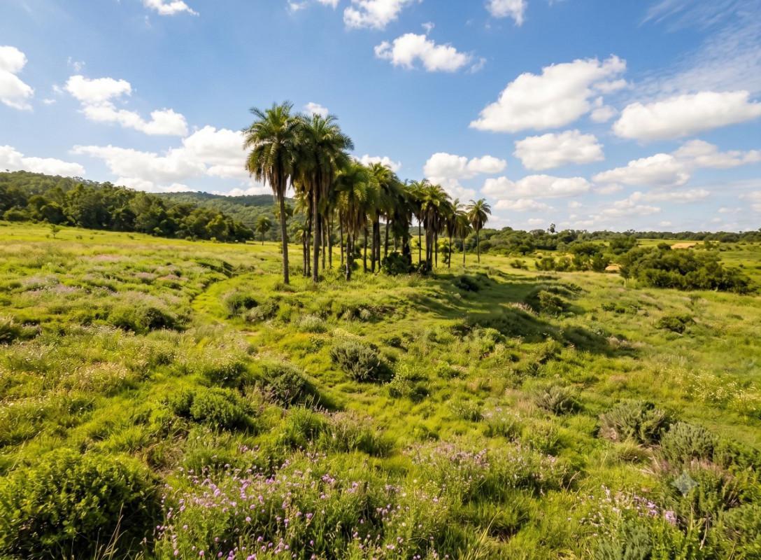 Lote, Vargem Bento da Costa, 0 Quarto, 0 Vaga