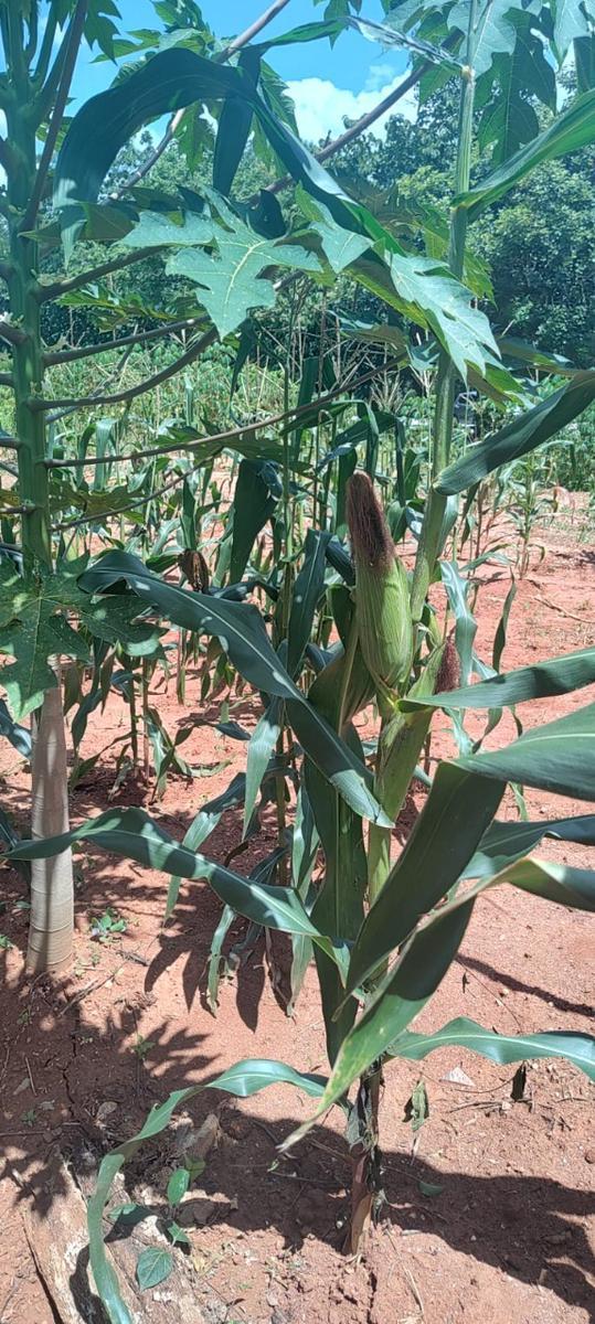 Fazenda, Centro, 6 Quartos, 10 Vagas, 1 Suíte