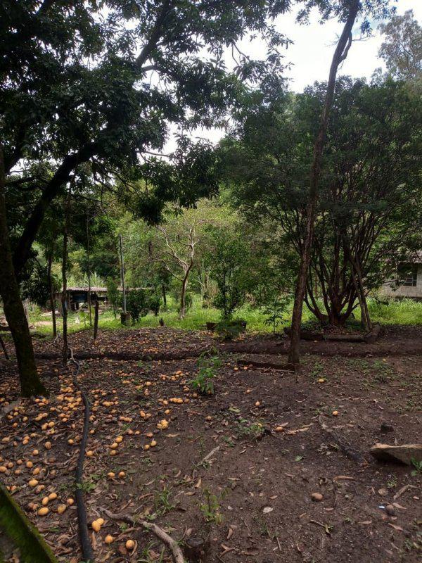 Fazenda, Jardim Rosario, 4 Quartos, 20 Vagas, 1 Suíte