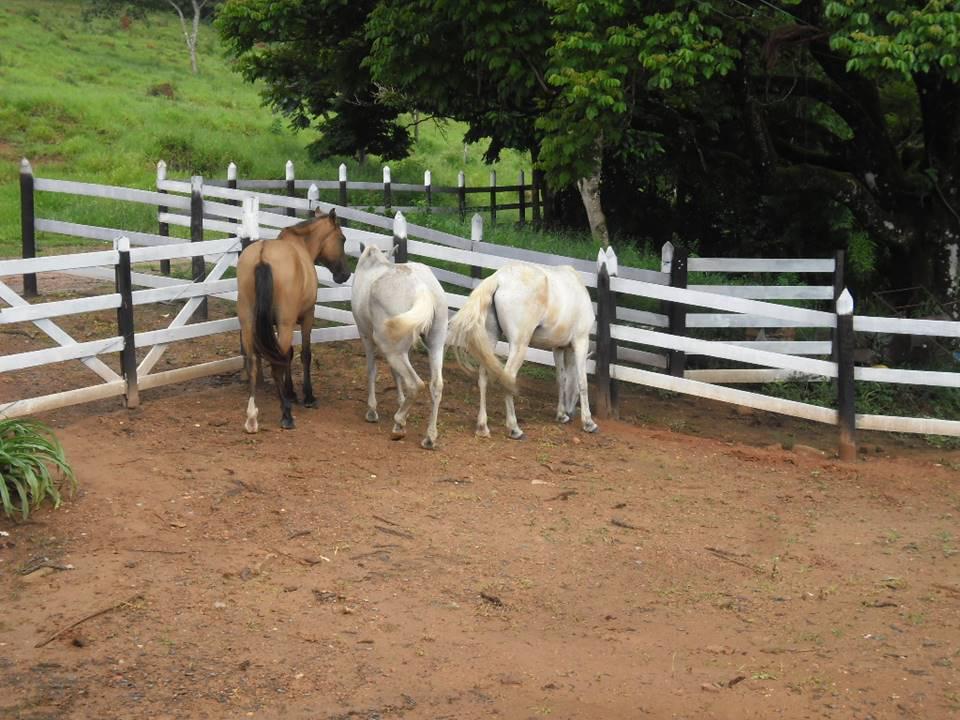Fazenda, Acurui, 4 Quartos, 50 Vagas