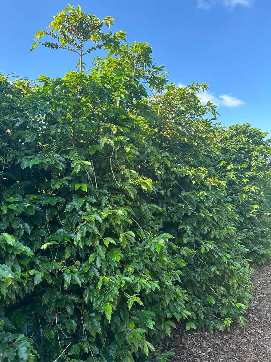 Fazenda, Zona Rural, 0 Quarto, 0 Vaga