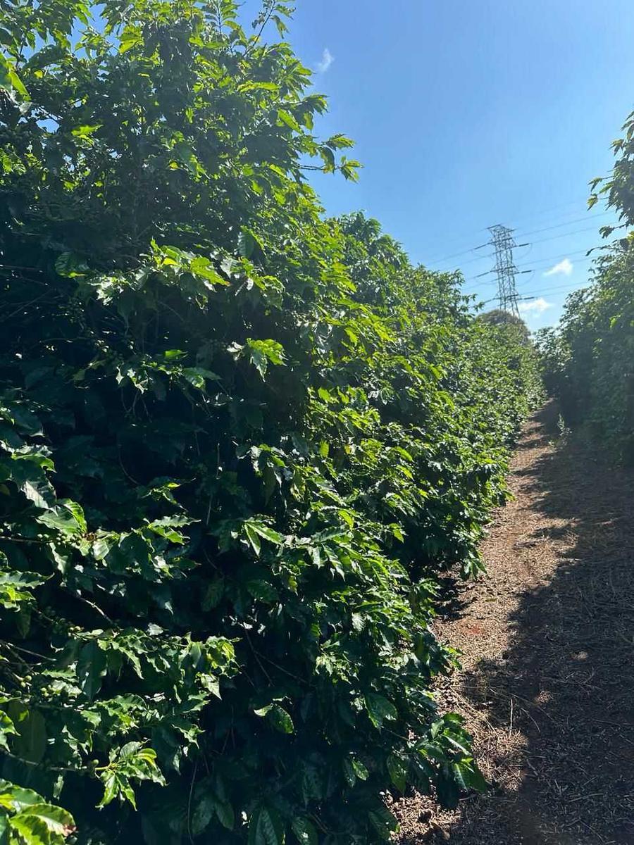 Fazenda, Zona Rural, 0 Quarto, 0 Vaga