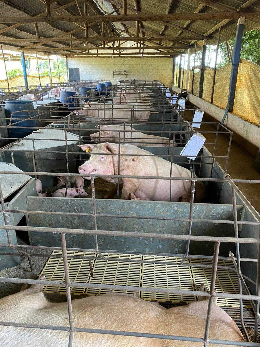 Fazenda, Zona Rural, 3 Quartos, 0 Vaga, 1 Suíte