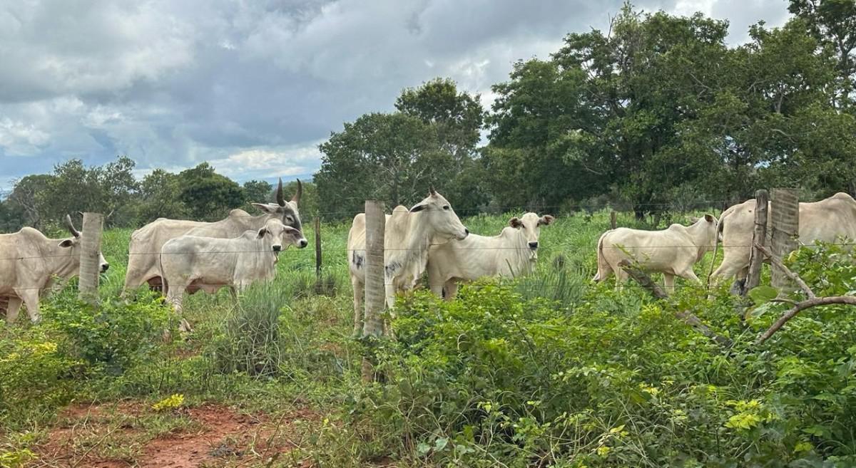 Fazenda, Zona Rural, 0 Quarto, 0 Vaga
