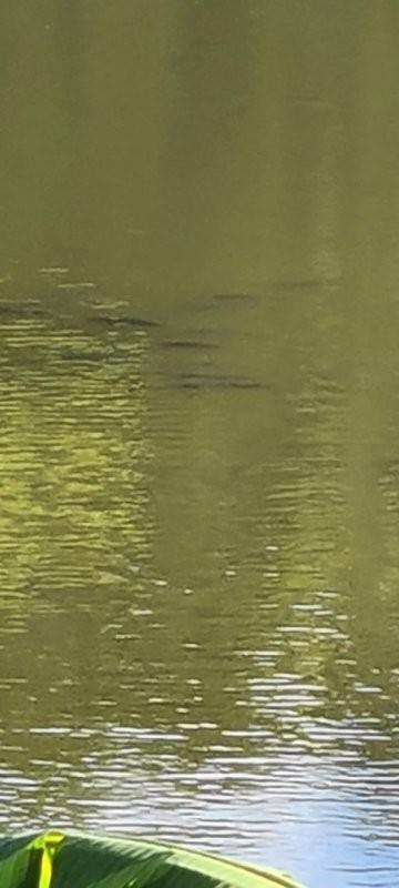 Fazenda, Centro, 0 Quarto, 0 Vaga