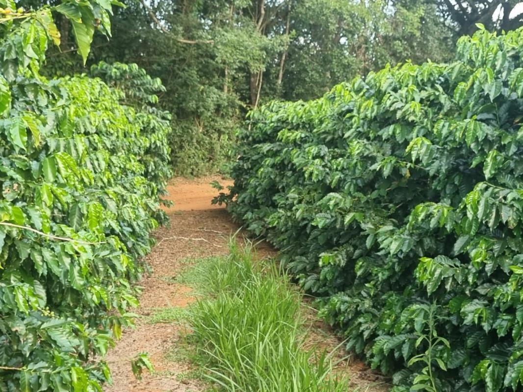 Fazenda, Zona Rural, 0 Quarto, 0 Vaga